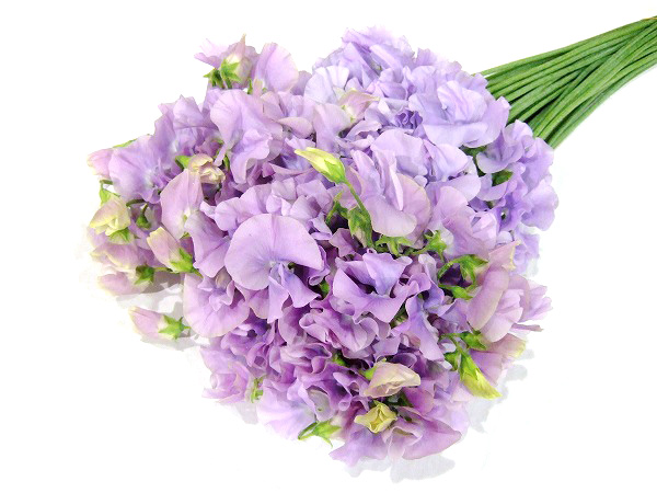 スイートピー　Ｖ　＆　Ｂ ムジカラベンダー ２Ｌ４ (淡紫)