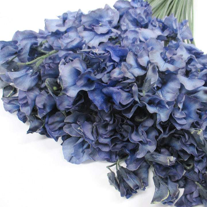 スイートピー　Ｖ　＆　Ｂ インディゴ 45CM (紫)