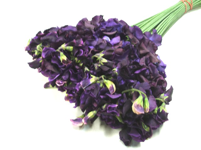 スイートピー　Ｖ　＆　Ｂ ネイビ－ブル－ 4F2L (濃紫)