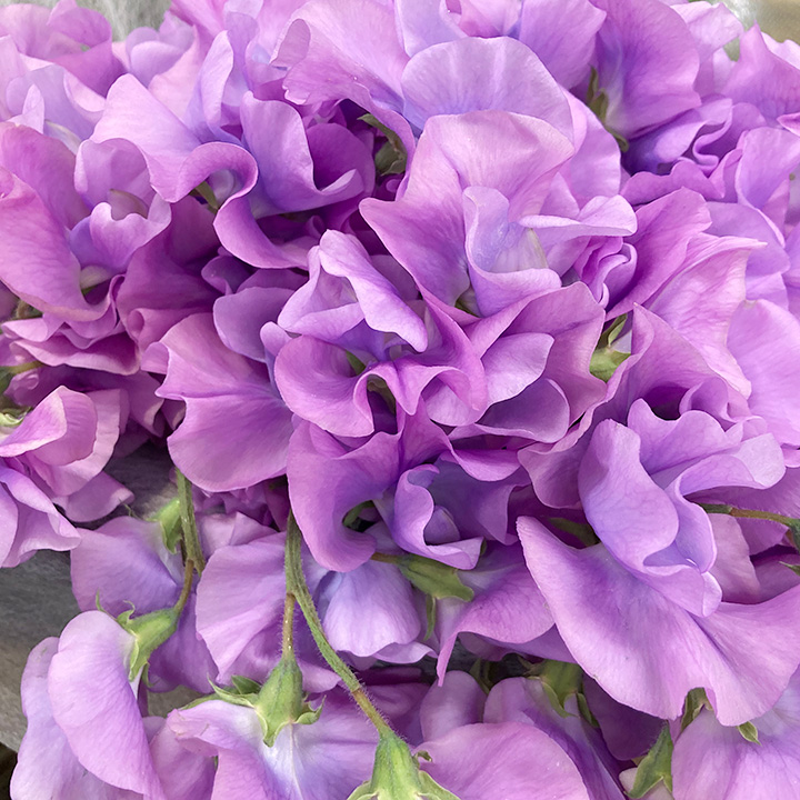 スイートピー　Ｖ　＆　Ｂ　ラベンダー　2L 推奨産地【予約メニュー】