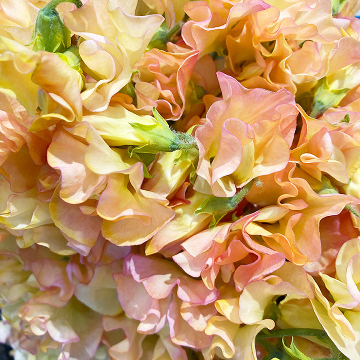 スイートピー　ソメ パピーオレンジ ４Ｐ2L (オレンジ)