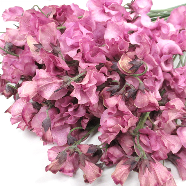 ★本日のおすすめ★スイトピー染め ボルドー ４輪Ｌ (ピンク)