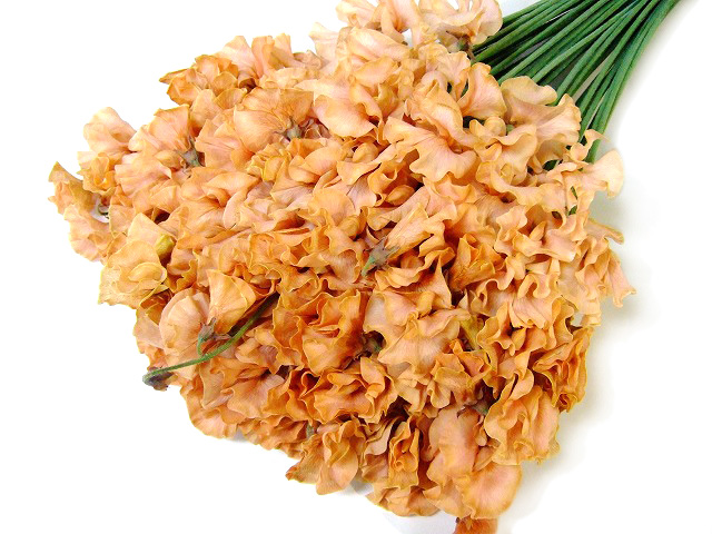 スイートピー　染ブラウン L 推奨産地