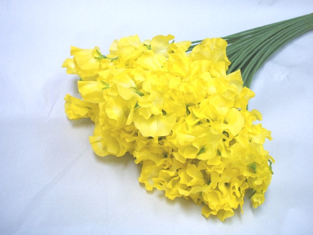 スイートピー　ソメ スイートピー染　イエロー　L 推奨産地【予約メニュー】