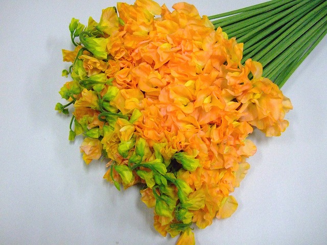 スイートピー　ソメ スイートピー染　オレンジ　L 推奨産地【予約メニュー】