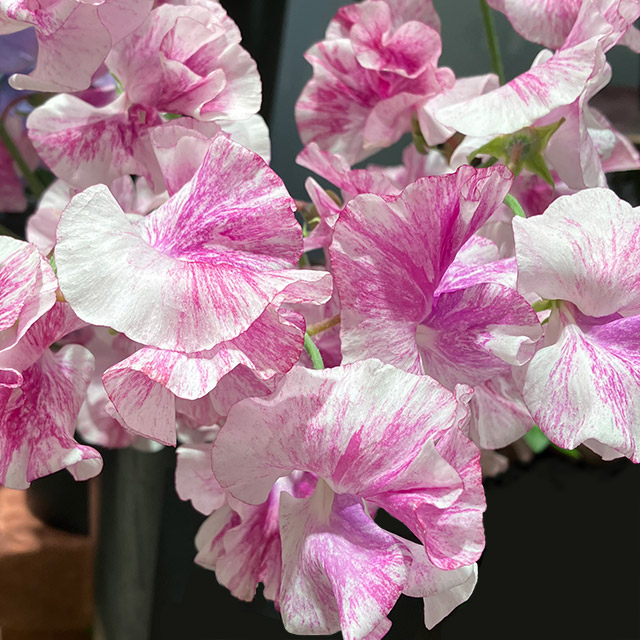 スイートピーフクショク　恋かすみ ２Ｌ (複色)