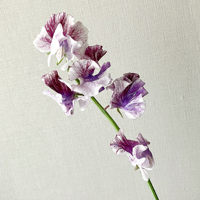 スイートピー　フクショク ウタカスミ 2L (複色)