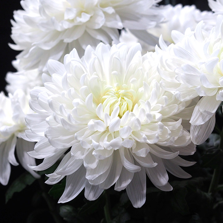 ピンポントクシュ W アントノフ (白)｜大田市場店｜ハナノヒmarket