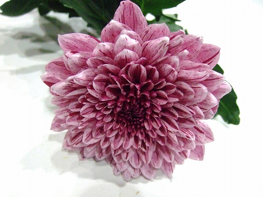 ピンポントクシュ R＆P ピップ (複色)｜大田市場店｜ハナノヒmarket