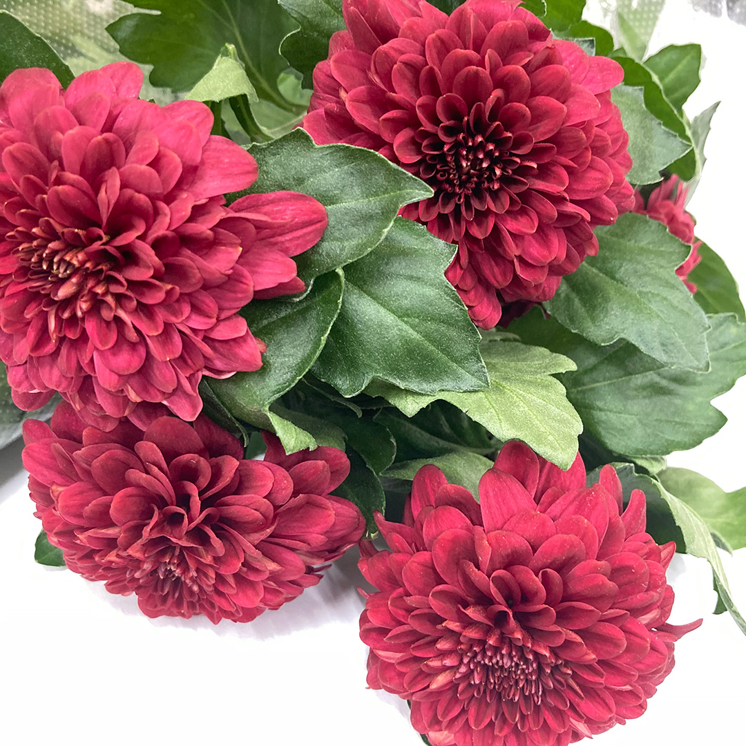 ピンポントクシュＲ　ロッサ 75CM (赤)