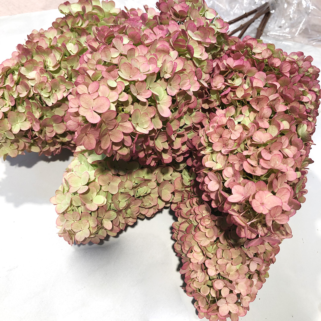 アジサイ オータム　フレイズ 10/7まで　1　秀80CM (その他)