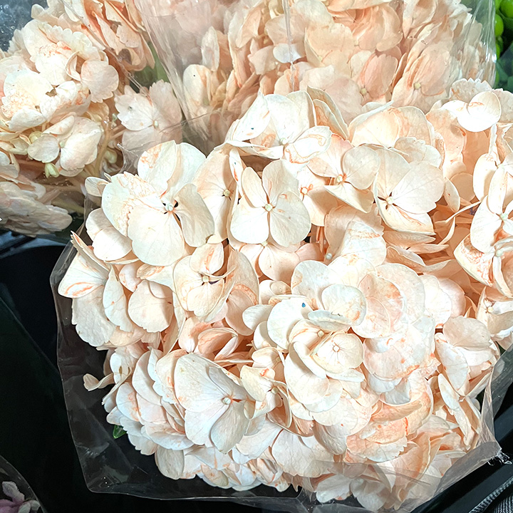 アジサイ ハイドランジアアプリコッ ｵﾚﾝｼﾞ60C (サーモンピンク)