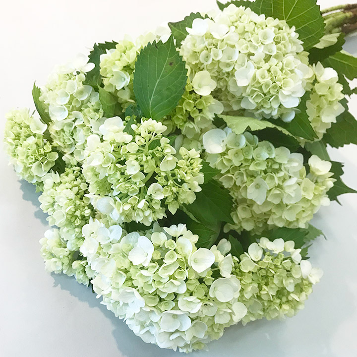 アジサイ フレッシュグリーン 60CM (緑)