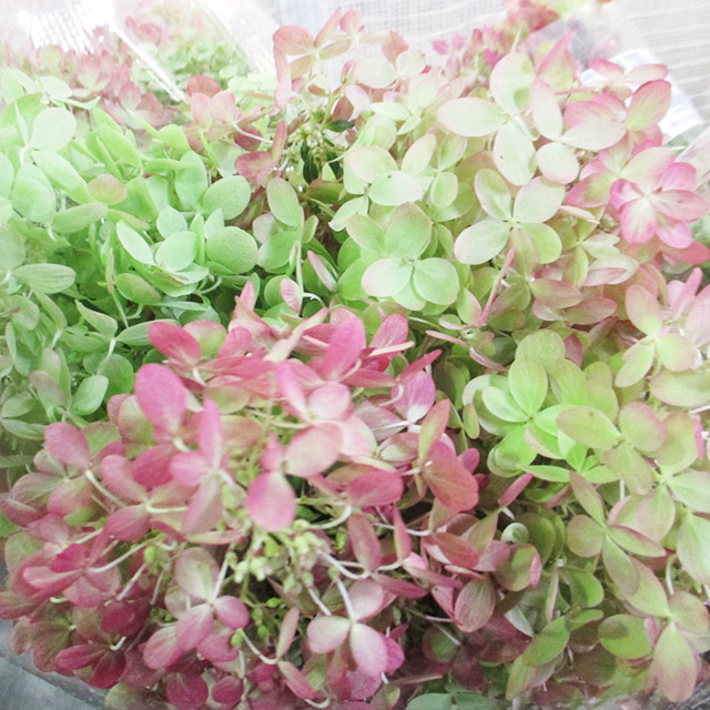 アジサイ アキイロ　リトルライム 10/7まで　1　秀70CM (複色)