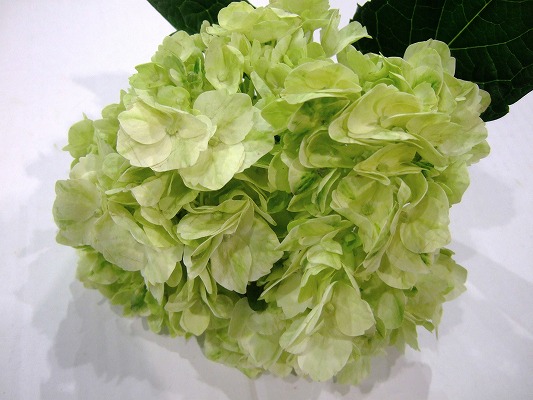 アジサイ プレミアムアツプルグリ－ 16CM (淡緑)
