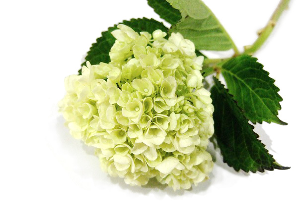 【母の日】アジサイ　ハイＤミニホワイト【予約メニュー】