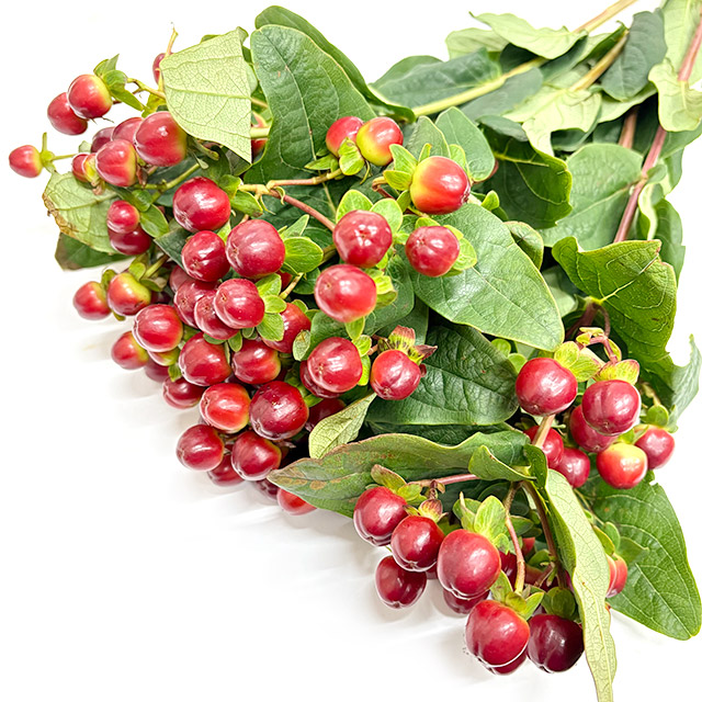 ヒペリカム マジカルシーズン 60ｃｍ (赤)