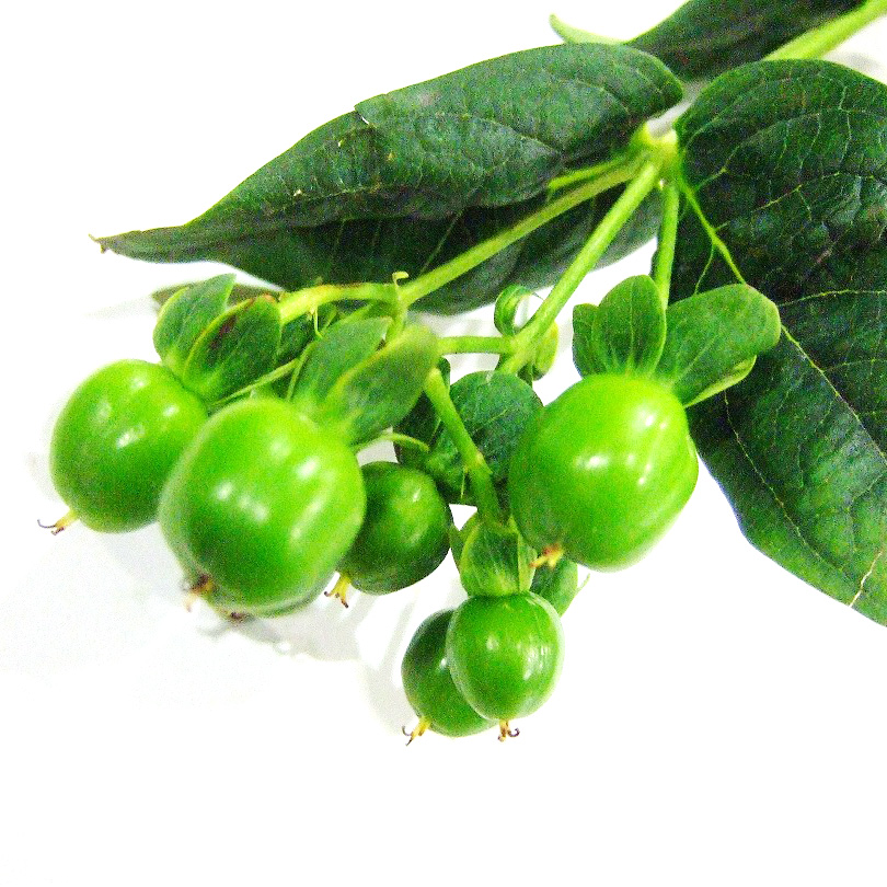 ヒペリカム フォレスト　（Ｇ 60CM (緑)