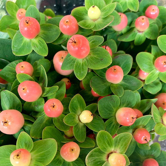 ヒペリカム マジカルピンク 60CM (ピンク)