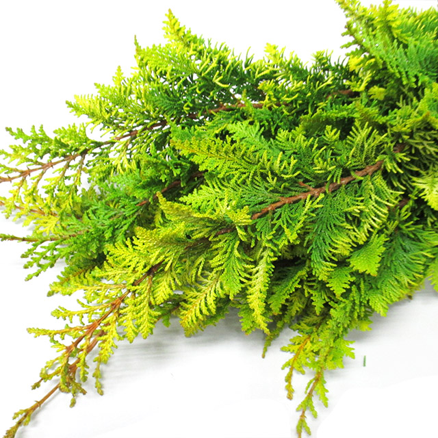 リュウギ　モノ 黄金ヒバ　2L 推奨産地【予約メニュー】