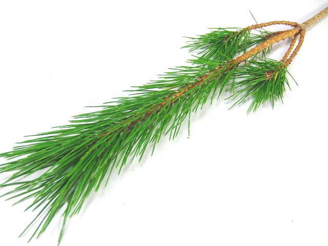 マツ　ルイ カラゲマツ 中80CM (ピンク)