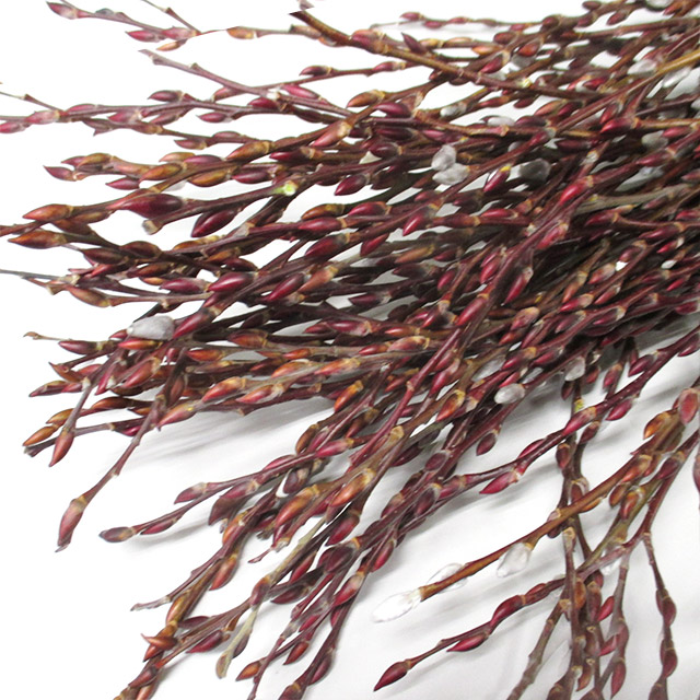 ヤナギ　ルイ ネコヤナギ 120CM (その他)