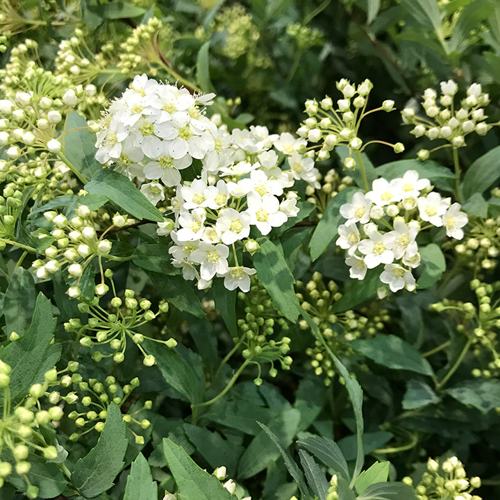 コデマリ  L 推奨産地