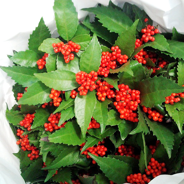 センリヨウ センリヨウ 注3 (赤)