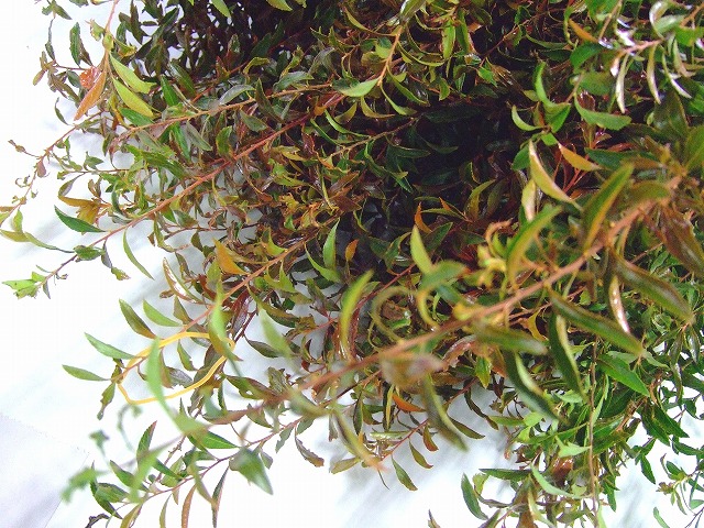 エダモノ エダモノ染　紅葉ユキヤナギ　８０－９０ｃｍ　L 推奨産地【予約メニュー】