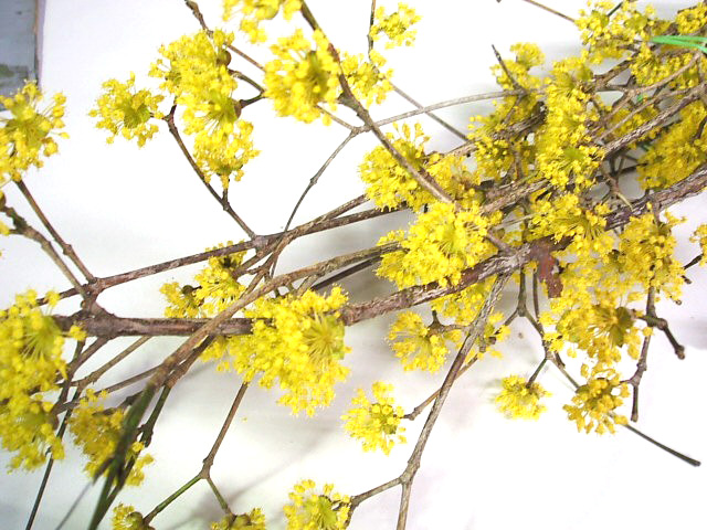 エダモノ サンシユユ 80CM (その他)