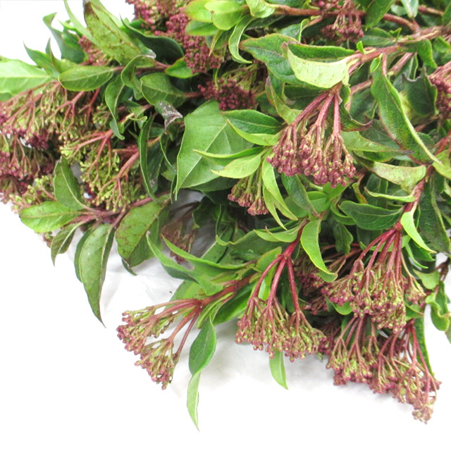 エダモノ トキワガマズミ　L 推奨産地【予約メニュー】