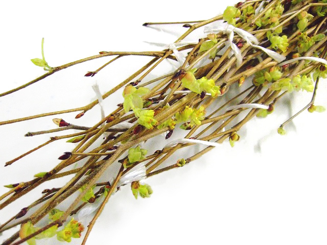 エダモノ トサミズキ 90ｃｍ (その他)