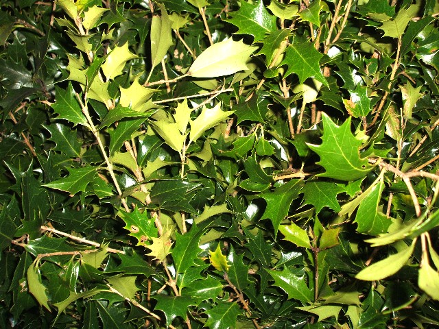 エダモノ ヒイラギ 3-  40 (その他)