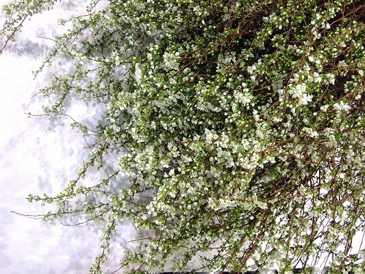 エダモノ コユキ（ユキヤナギ）　L 推奨産地【予約メニュー】