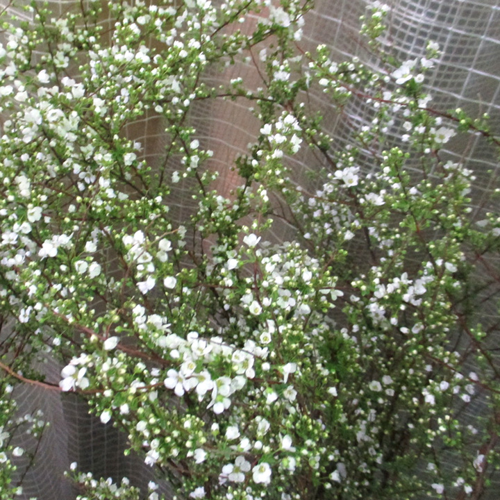 エダモノ コユキ（ユキヤナギ）　L 推奨産地【予約メニュー】