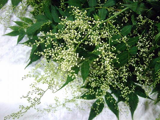 エダモノ ナナカマドホツキ 6-  70 (その他)