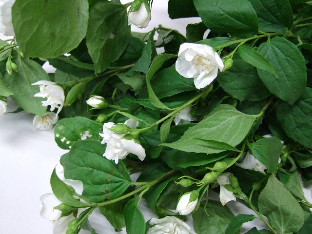 エダモノ サツキバイ　ヤエ 特90CM (その他)