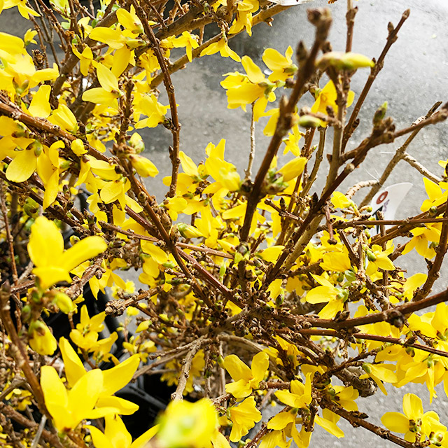 エダモノ レンギョウ　　L 推奨産地【予約メニュー】