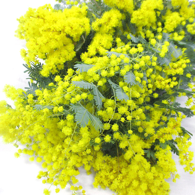 エダモノ ミモザ　アカシア　L 推奨産地【予約メニュー】