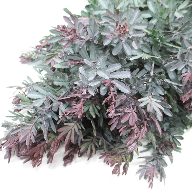 エダモノ アカシア プルプレア 60CM (その他)