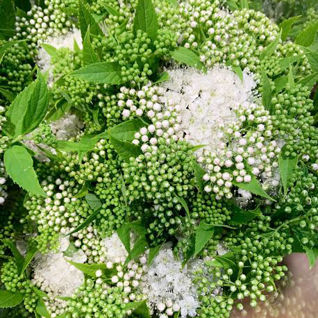 エダモノ シモツケ　 70ｃｍ (その他)