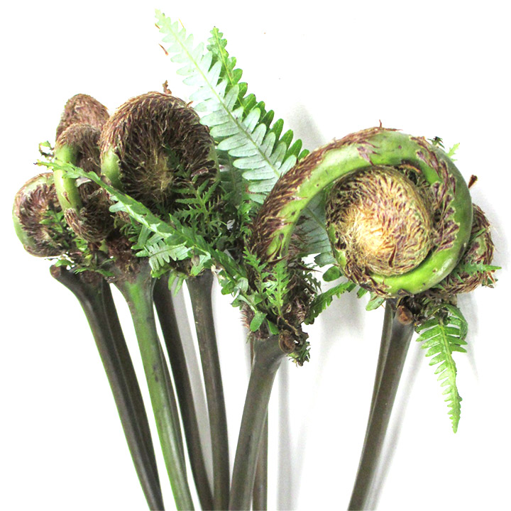 エダモノ ゼンマイ　L 推奨産地【予約メニュー】