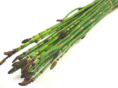 エダモノ トクサ　L 推奨産地【予約メニュー】