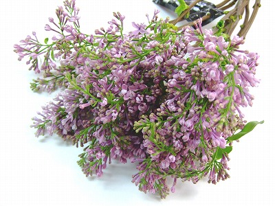 エダモノ ライラツクムラサキ 秀85 (紫)