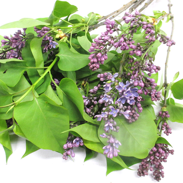 エダモノ ライラツクブル－ ST　秀70 (紫)