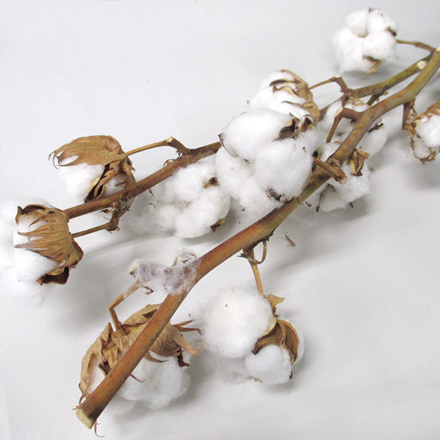 エダモノ コットンフラワー 65７輪 (白)