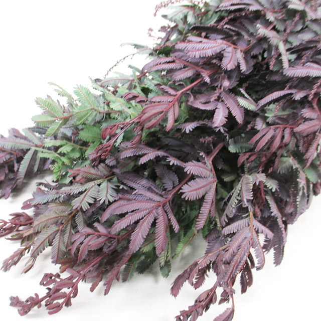 エダモノ パープレア 注秀Ｓ (その他)