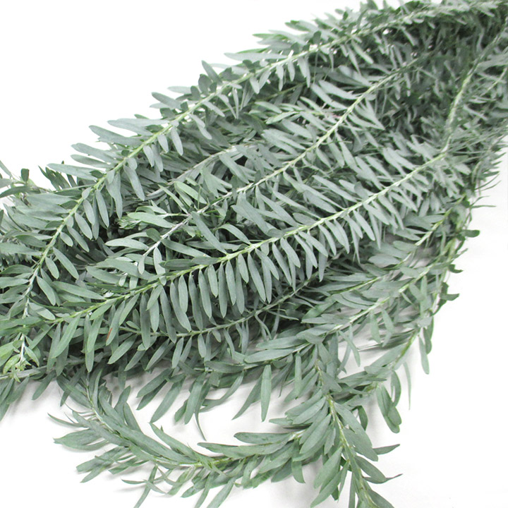 エダモノ ブル－ブツシユ 4-  60 (その他)