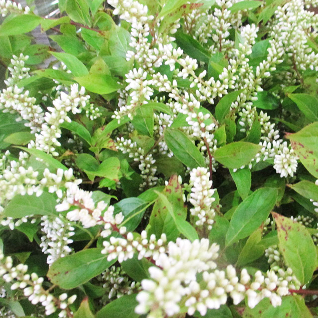 エダモノ ヒメリヨウブ SP　秀40 (淡緑)