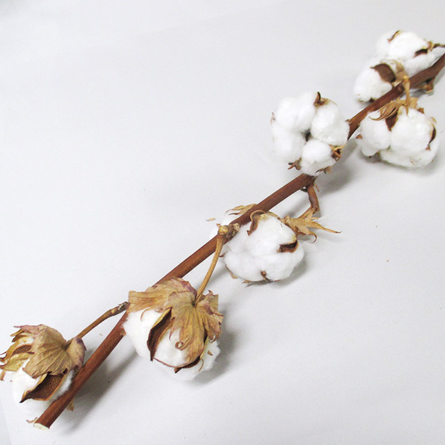 エダモノ コットンフラワーホワイト 55CM (白)